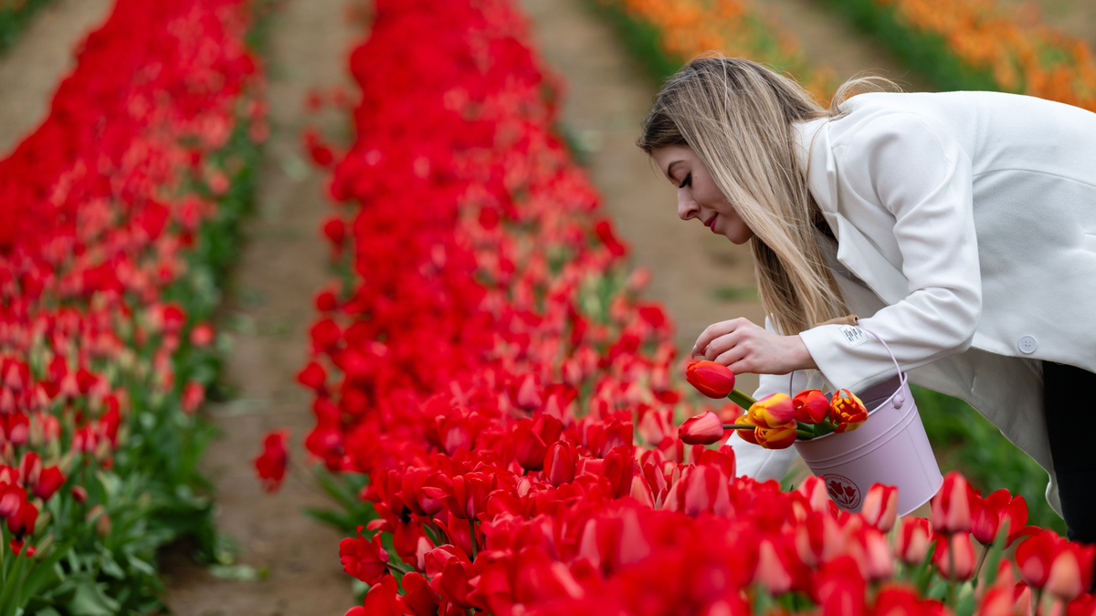 Félmillió tulipánnal nyílt meg Magyarország legnagyobb tulipánszürete