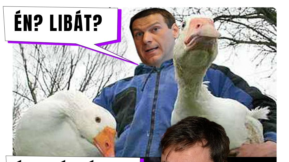 Napi balfék: Én? Libát?
