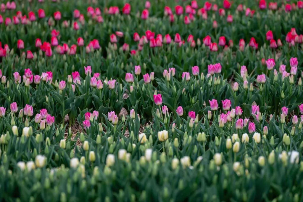 Közel félmillió tulipánnal nyílt meg Magyarország legnagyobb tulipánszürete, Kőröshegy, tulipán, kőröshegyitulipán