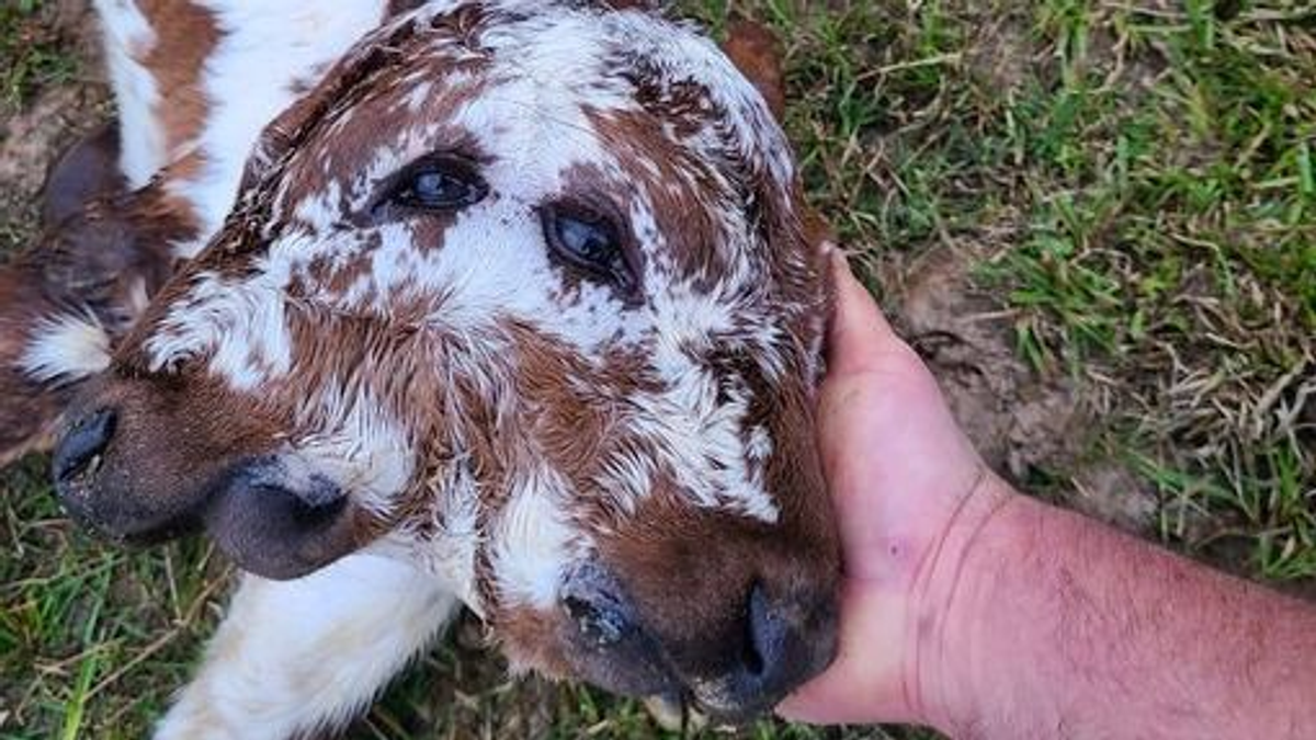 Kétarcú borjú született Lousianában, négy szeme, két orra és két szája van - fotó