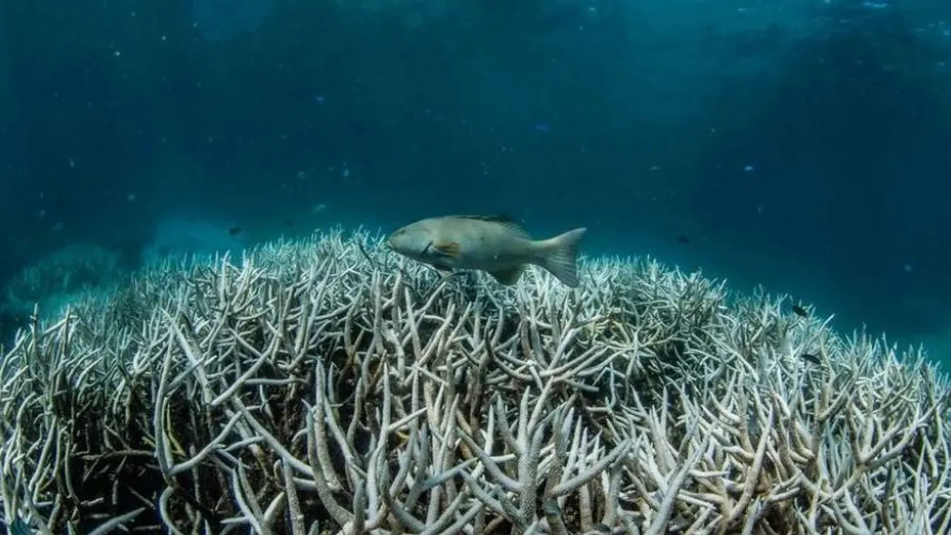 Újabb tengeri hőhullámok veszélyeztetik a Nagy-korallzátonyt.