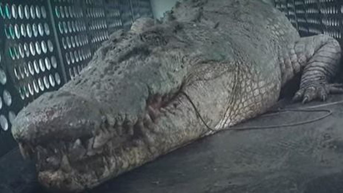 Elfogtak egy gigantikus krokodilt, mely rettegésben tartott egy ausztráliai falut