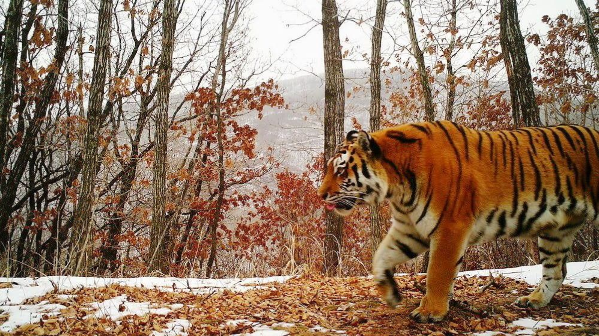 Végveszélyben van a szibériai tigris