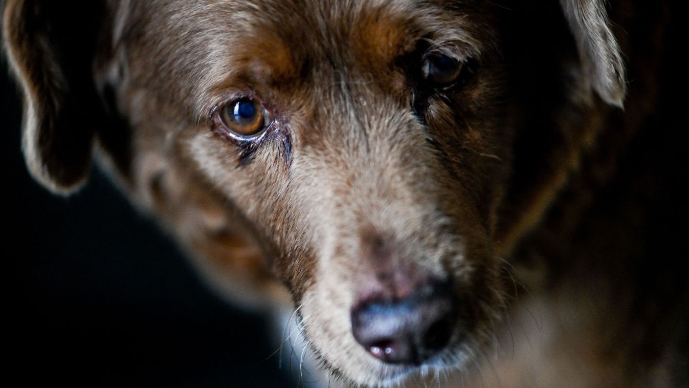 A világ egykori legidősebb kutyáját megfosztották címétől, Bobi, Bobikutya