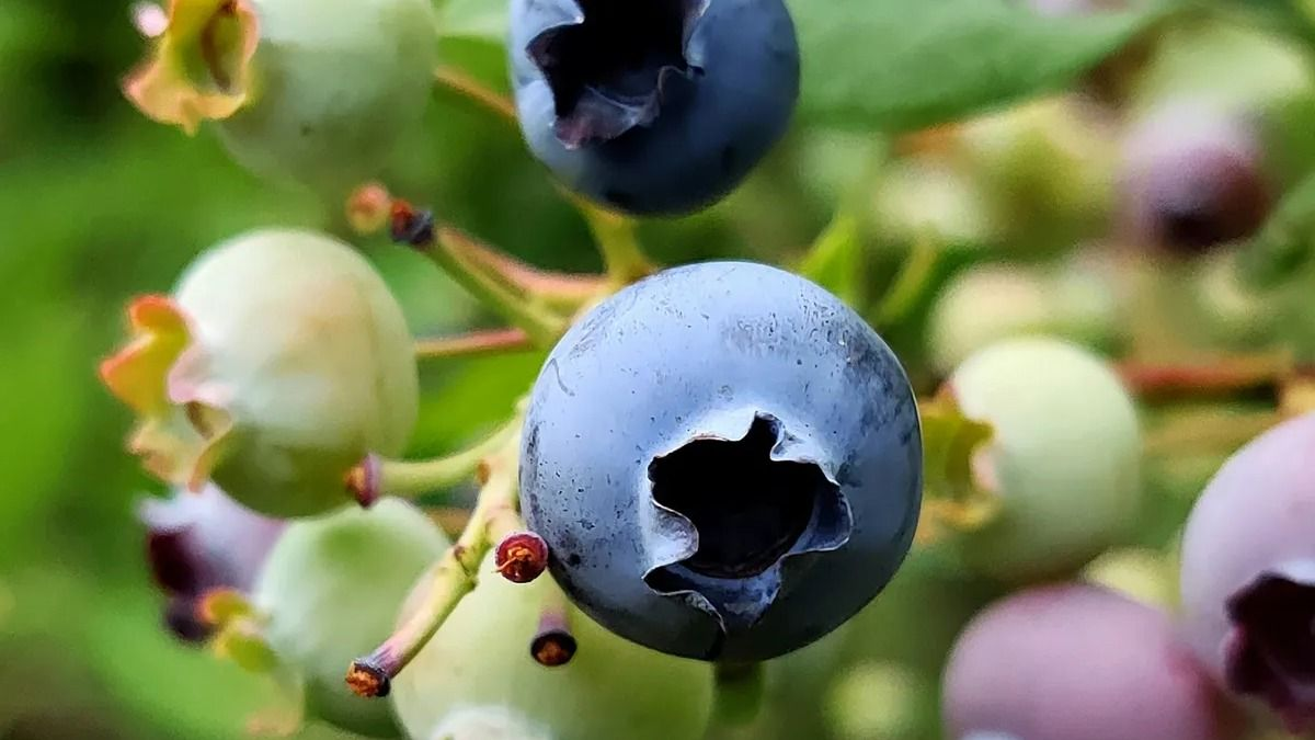 Egy pingponglabda méretű óriásáfonya az új világrekord