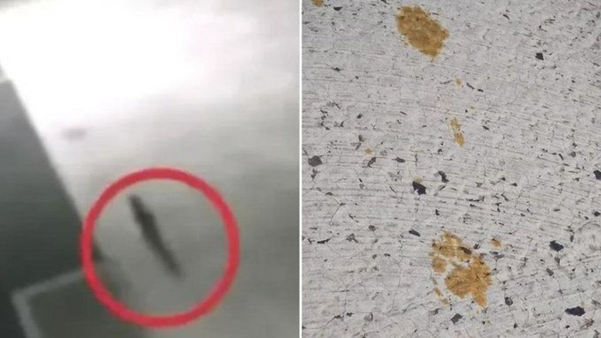 Mérgező macska után indult hajtóvadászat Japánban