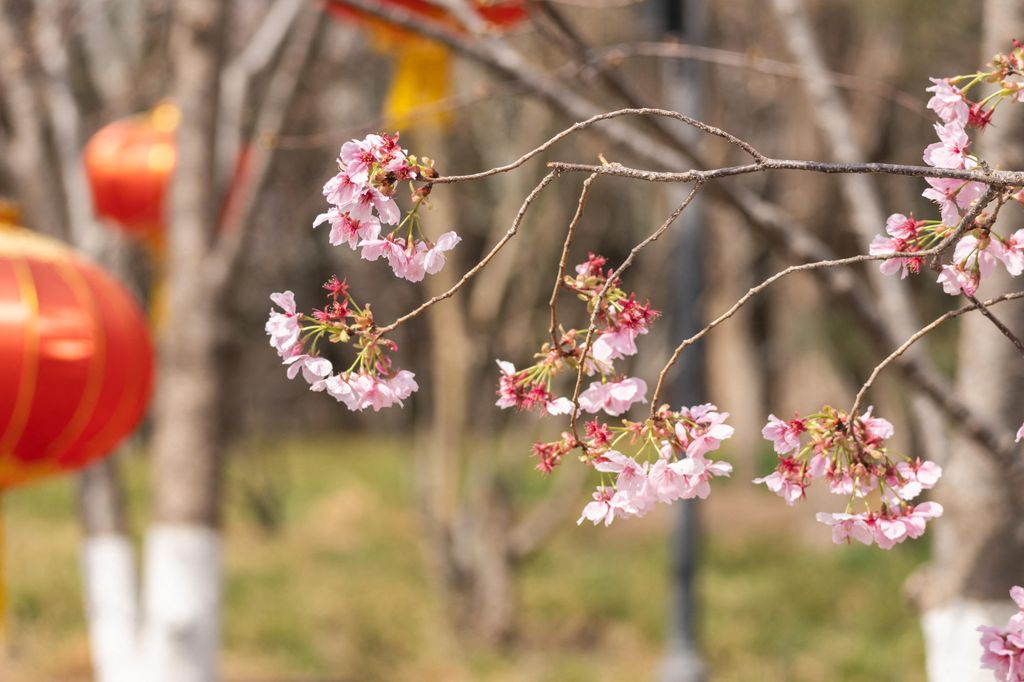 Yuyuantan, Park, Kína,  cseresznyefa, virágzás, 2024., 