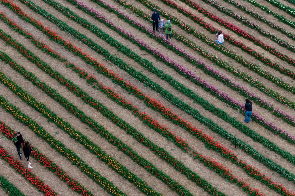 Közel félmillió tulipánnal nyílt meg Magyarország legnagyobb tulipánszürete, Kőröshegy, tulipán, kőröshegyitulipán