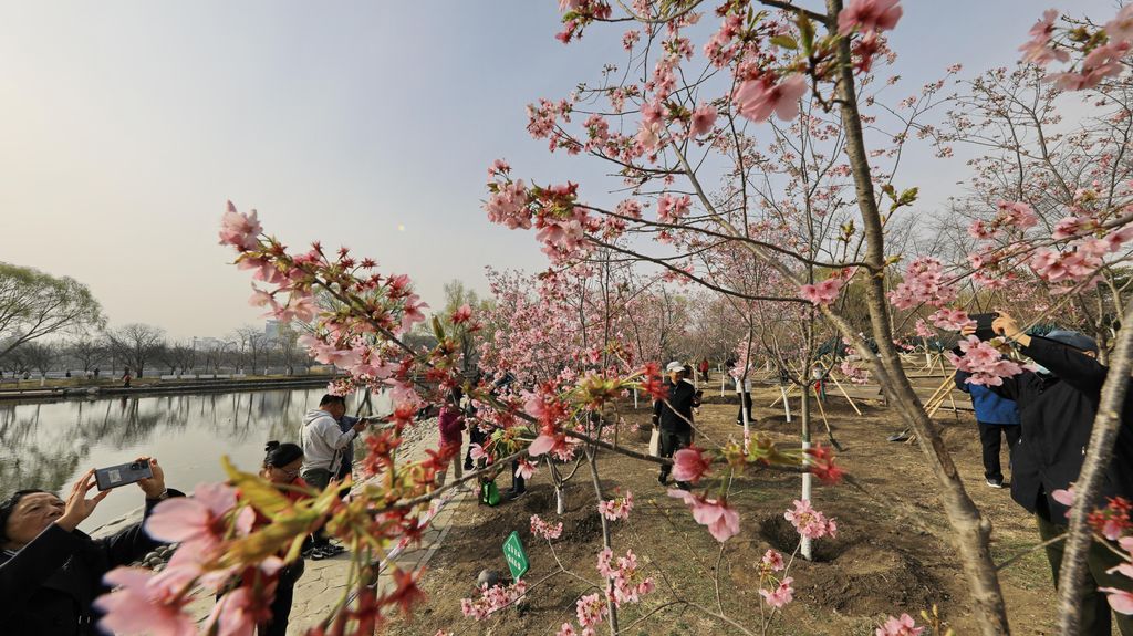 Yuyuantan, Park, Japán,  cseresznyefa, virágzás, 2024., 