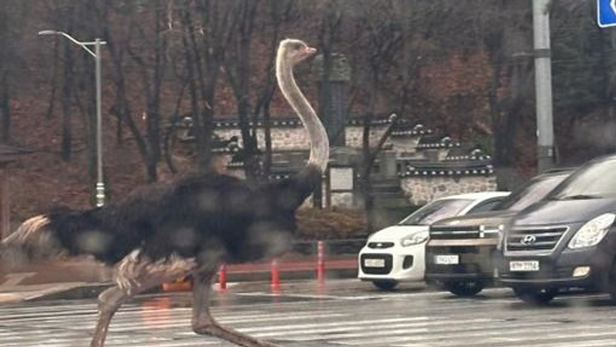 Káosz Dél-Koreában, strucc szaladgált egy forgalmas úton - videó
