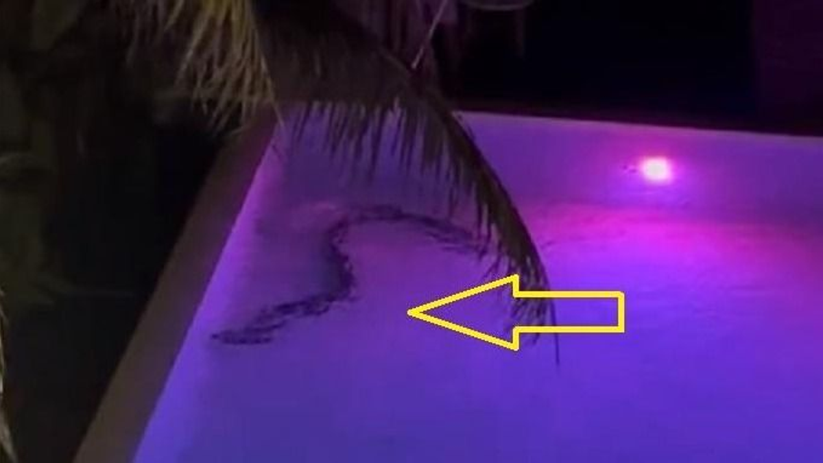 Bemászott a luxusszálloda medencéjébe egy óriáskígyó - videó