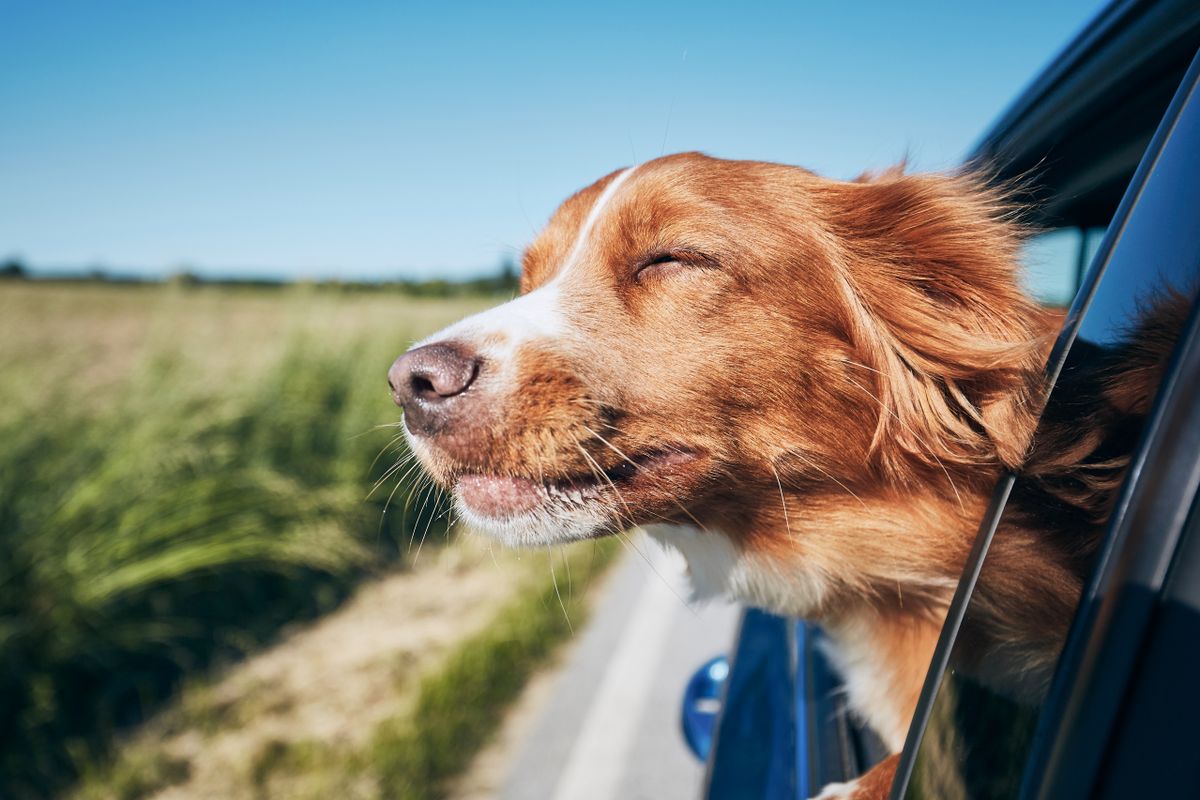Dog,Travel,By,Car.,Nova,Scotia,Duck,Tolling,Retriever,Enjoying