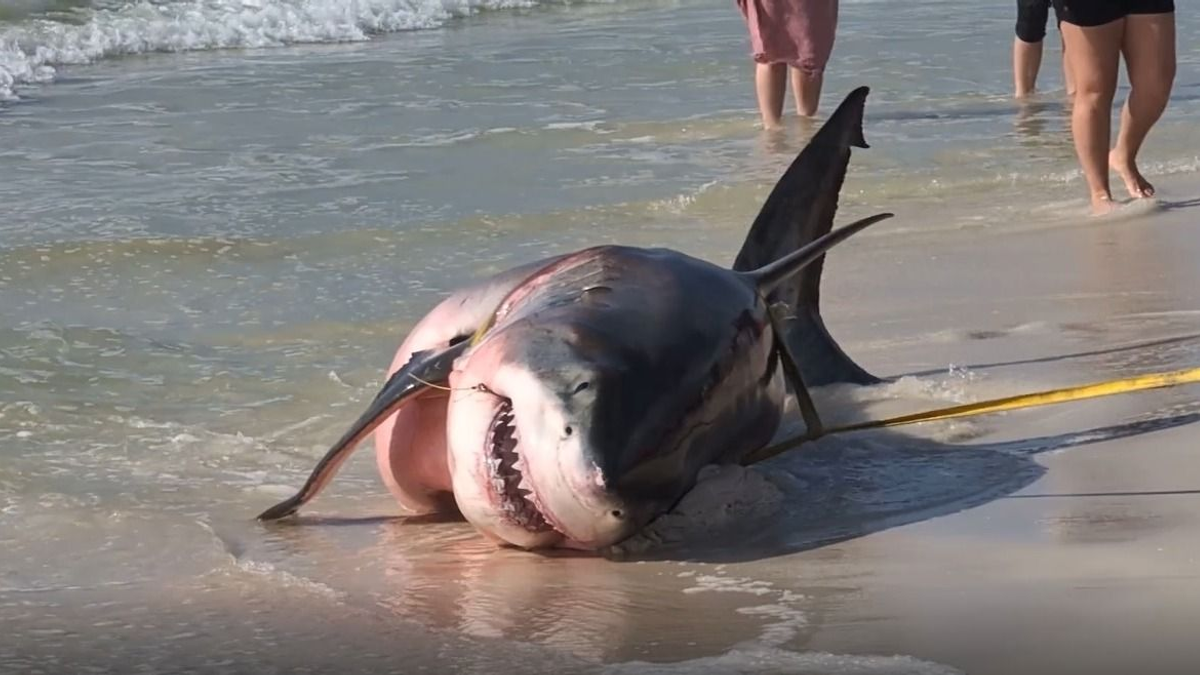 Félelmetes: egy hatalmas cápát találtak a strandon - videó