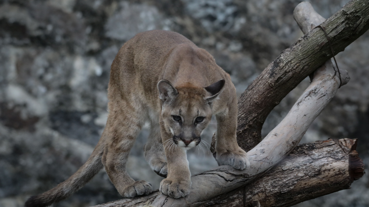 Puma ölt meg egy túrázót az Egyesült Államokban