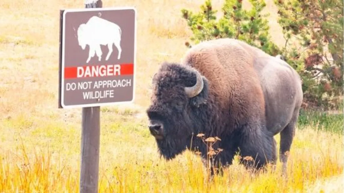 Brutális támadás, felnyársalt egy idős nőt egy bölény a Yellowstone Nemzeti Parkban