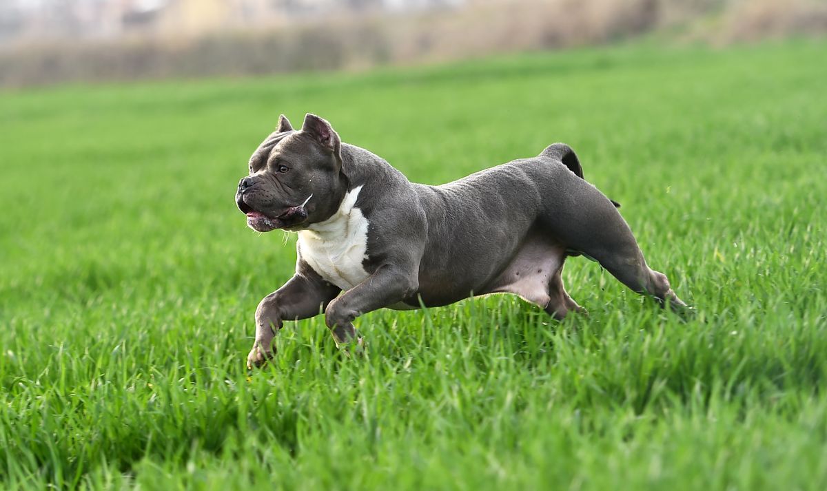 Strong,American,Bully,Dog,On,The,Green,Field