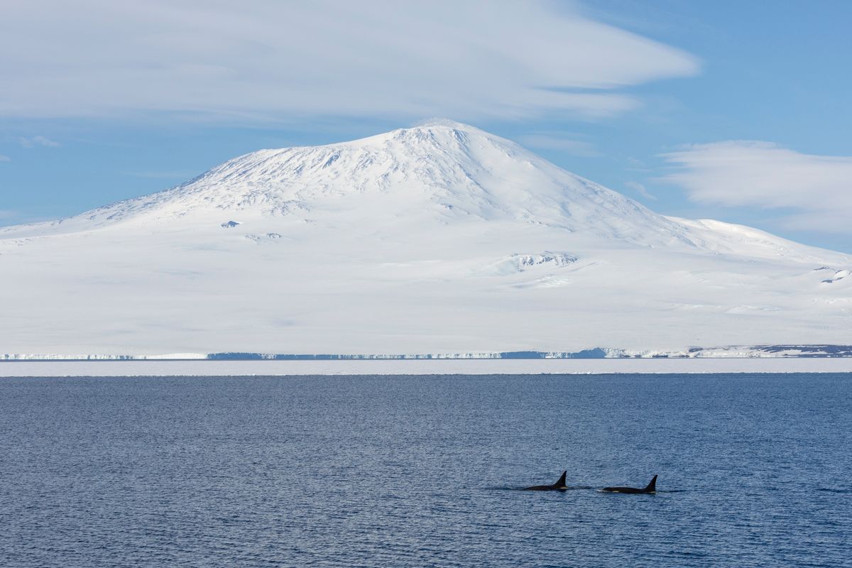 Killer Whales and Mount Erebus - Ross Sea Antarctic