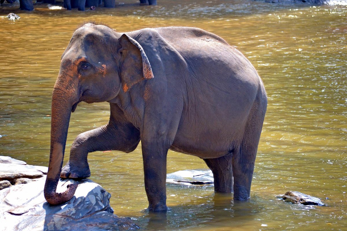 Sri Lanka, elefánt