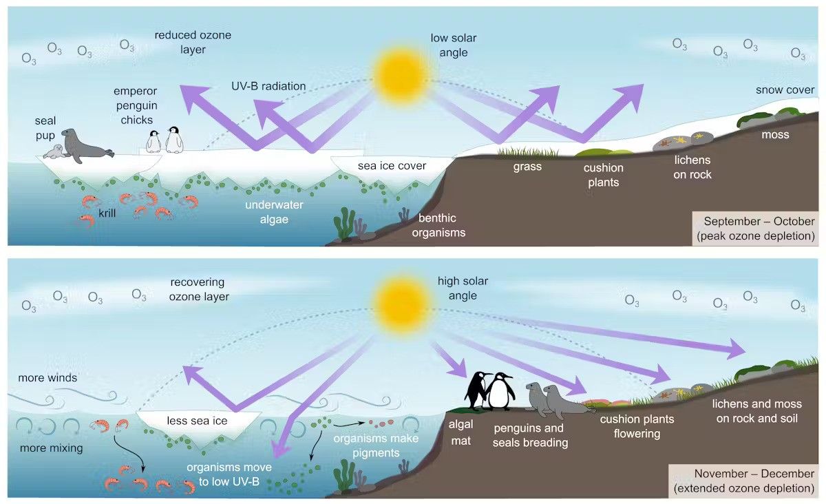 Ha az ózonlyuk októberben tetőzik, a legtöbb Antarktisz élővilágát hó vagy tengeri jégtakaró védi, amely segít visszaverni az UV-sugarakat 
