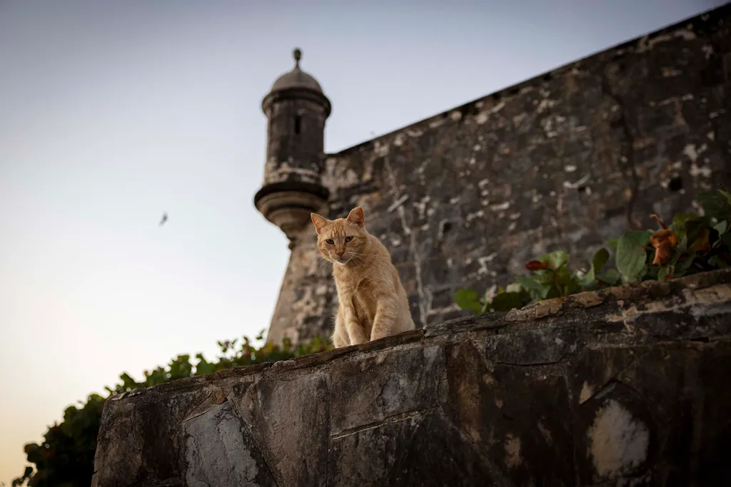 kóbor macska, macska, cica, állat, Puerto Rico, San Juan, 