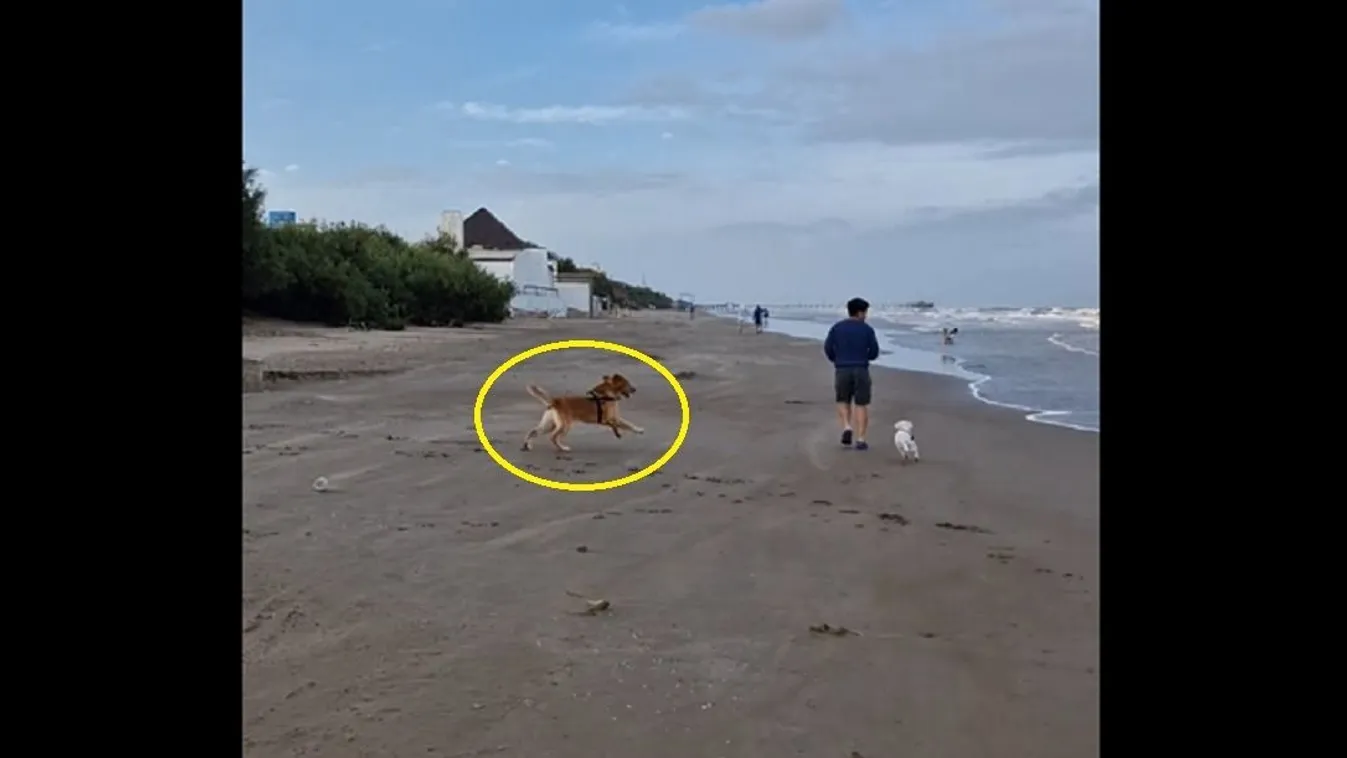 kutya strand