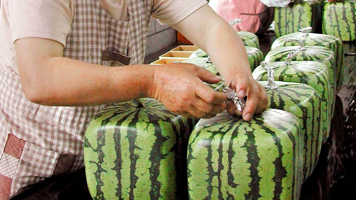 Másfél millió forintnyi dinnyét loptak el