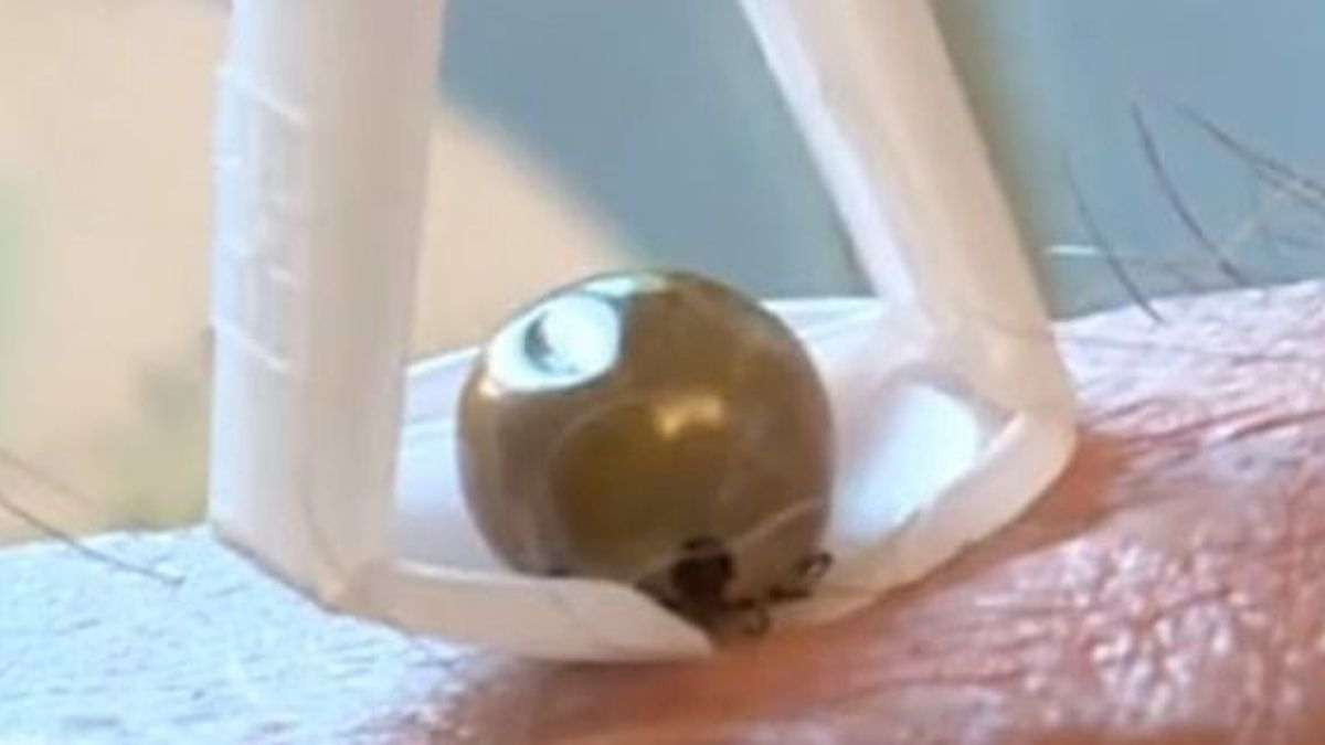 Halálos kullancs jelent meg Magyarországon