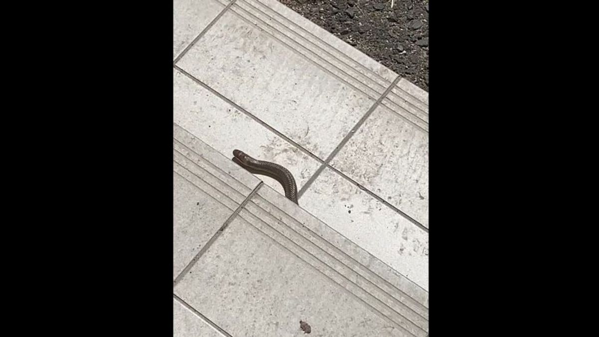 Kígyót találtak Miskolc belvárosában