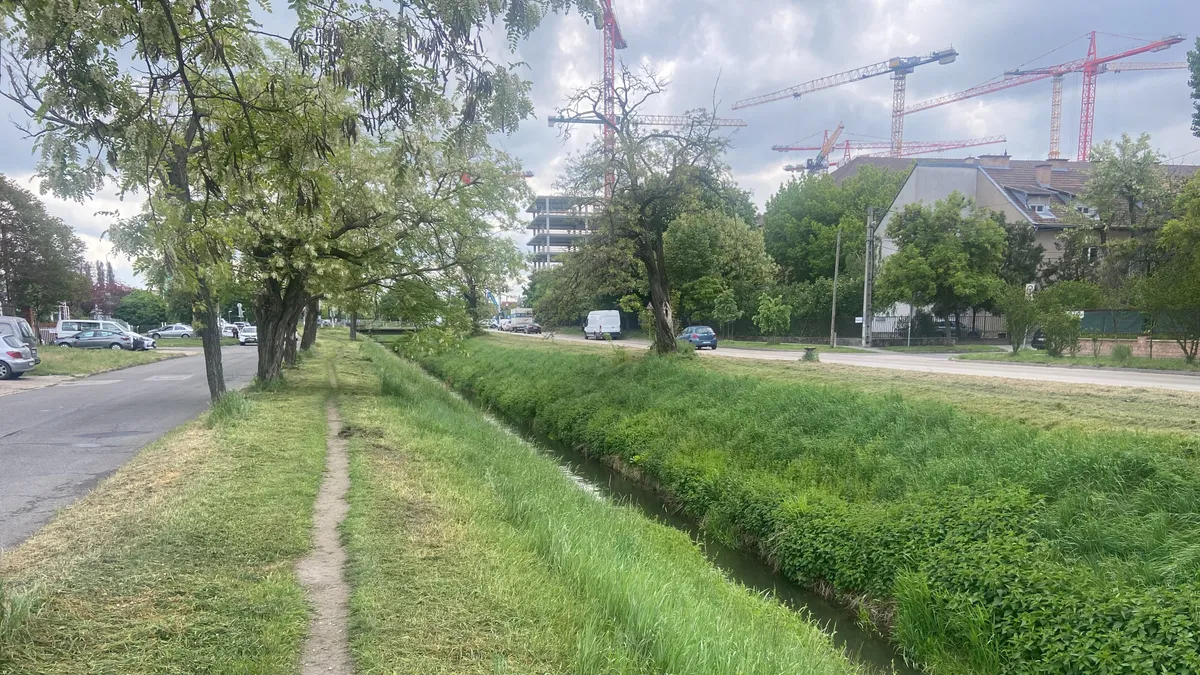 Ínséges idők várnak a választásokig a méhekre: lenyírták a füvet a Rákos-patak partján