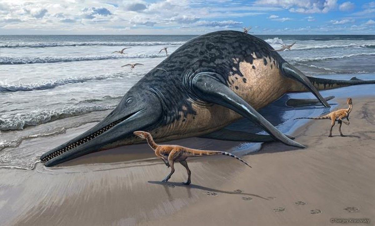 A gigantikus tengeri szörny nagyjából 200 millió éves lehet és az ichthyoszauruszok, vagy halgyíkok csoportjába tartozott.