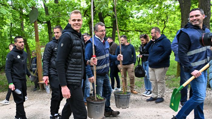 A Fradi focistái fát ültettek a Budakeszi Vadasparkban