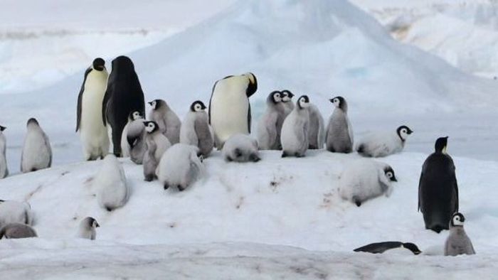 Rekordtempóban olvad a jég; pingvinfiókák ezrei pusztultak el az Antarktiszon