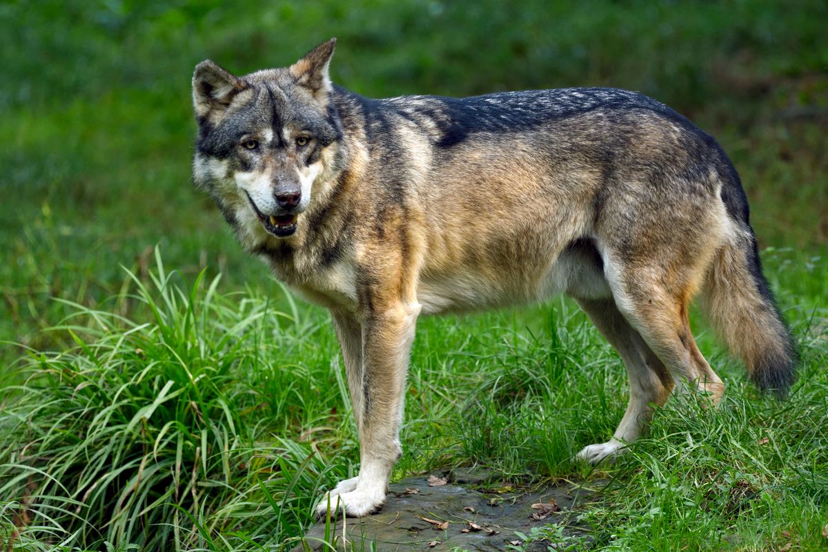 France moselle rhodes animal park sainte croix wolf canis lupus lupus