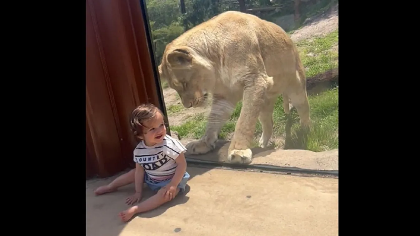 oroszlán gyerek állatkert