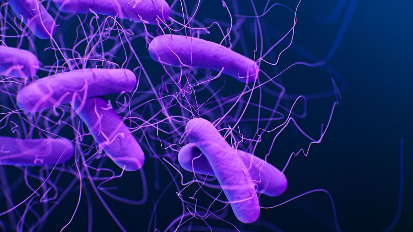 A Clostridioides difficile lehet az első baktérium, amelyben sejtszervecskét azonosítottak 