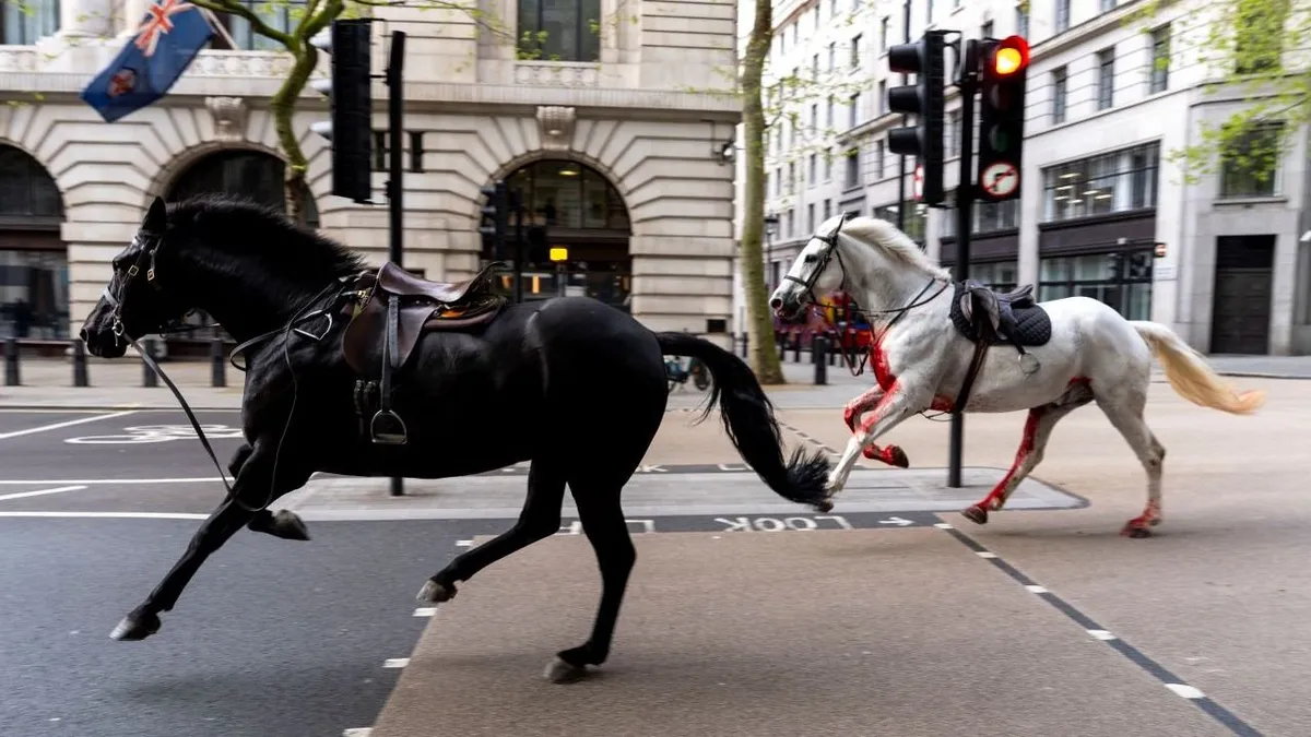 Kiderült, hogy milyen állapotban vannak a London belvárosában elszabadult katonalovak