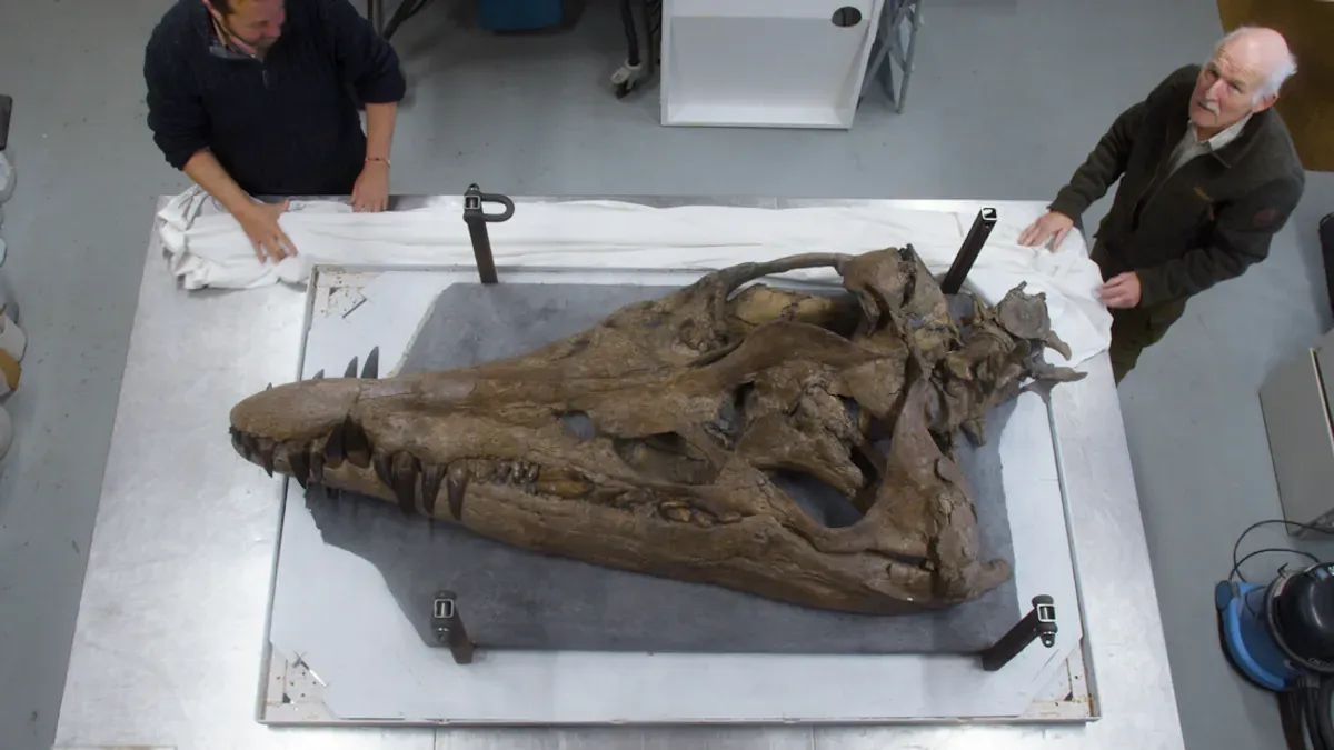 A mintegy kétméteres szörny koponyája 
