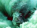 Forrás: Göran Ehlmé/Shell Wildlife Photographer of the Year