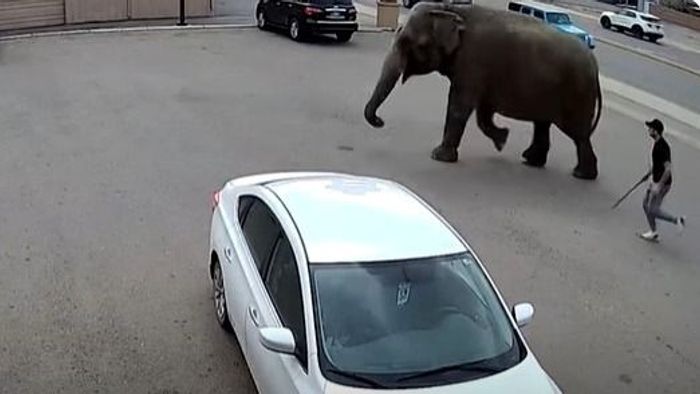 Elszabadult cirkuszi elefánt bénított meg egy amerikai kisvárost - videó