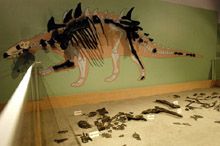 A Hungarosaurus maradványai