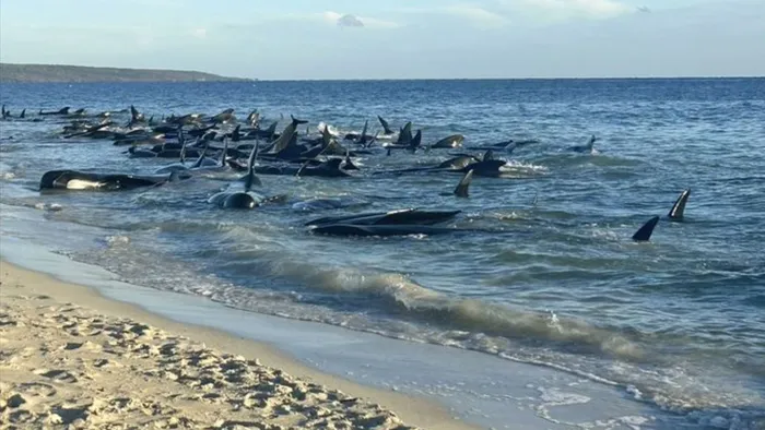 Több száz delfin haldoklik Ausztrália partjainál