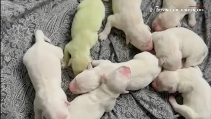 Hihetetlen: zöld színű kutyakölyök született Floridában - fotó