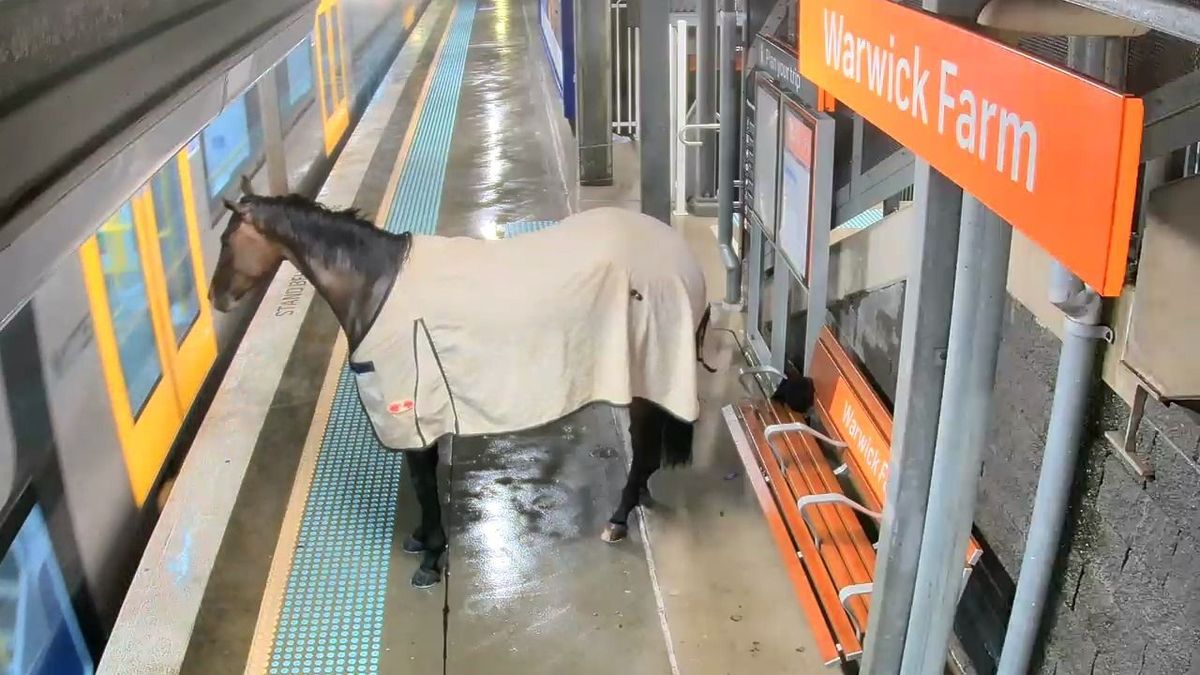 Döbbenet a vasútállomáson, egy szökött ló várt a vonatra - videó