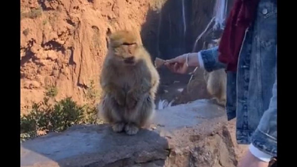 Kenyérrel kínálta a majmot, utána nagyon meglepődött - videó
