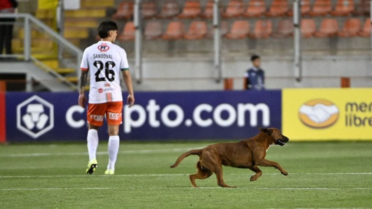 Elképesztő állatságok a sportpályákon