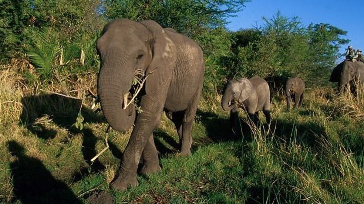 Elefánt ölt meg egy turistát egy afrikai szafari parkban - videó