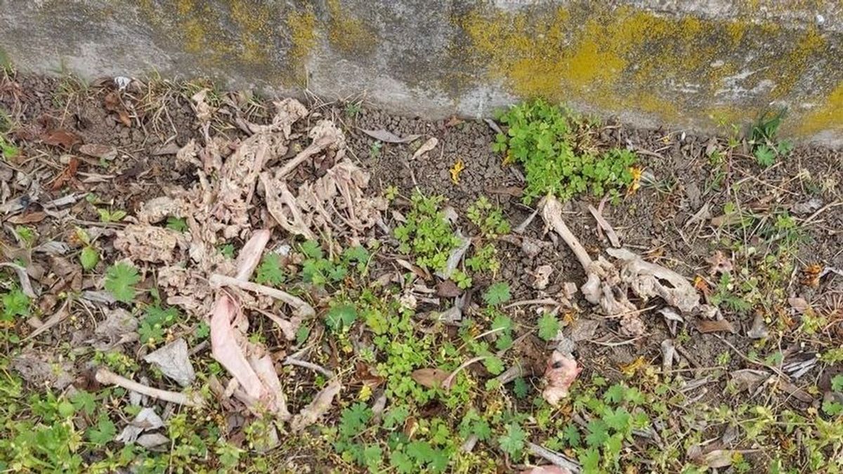 Elképesztő, amit az egyik budapesti lakótelepen találtak kutyasétáltatók