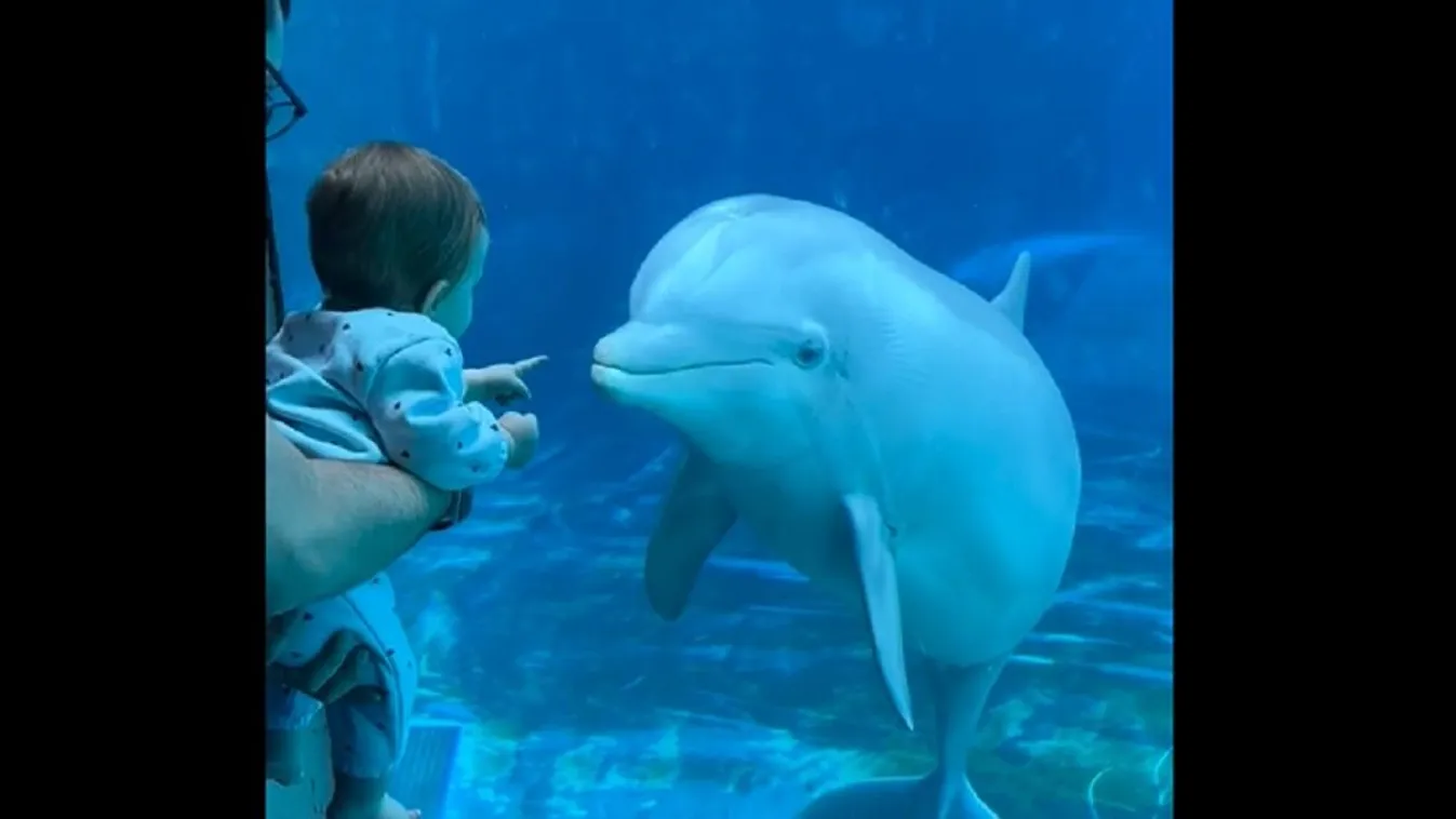 delfin gyerek