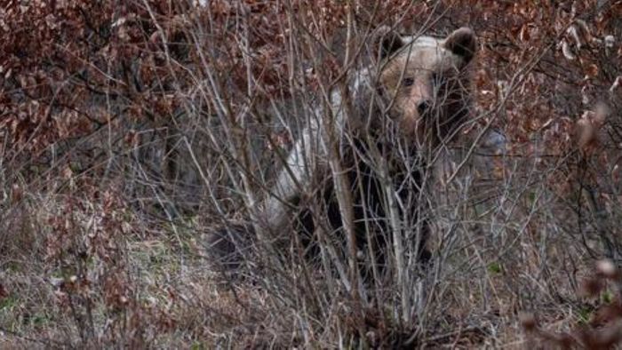 Rengeteg a medvetámadás Szlovákiában, rendkívüli döntés született