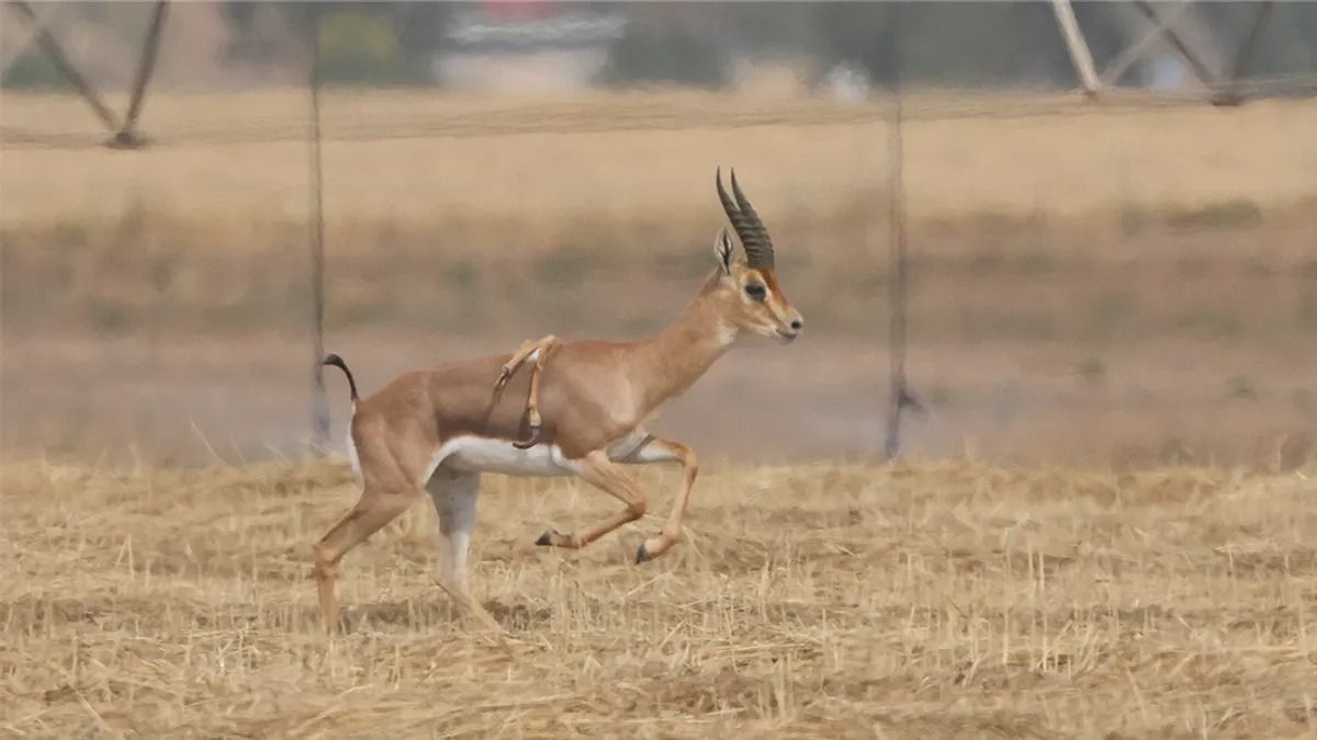 Döbbenetes felfedezés: hatlábú hegyi gazellát figyeltek meg - videó